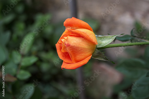 La rosa de los pétalos naranja