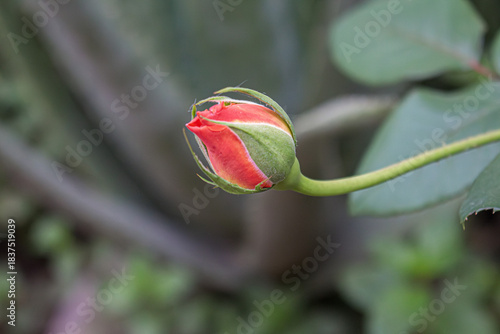 La rosa está creciendo muy rápido