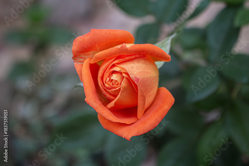 Las rosas naranjas son hermosas