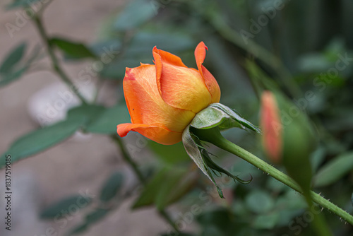 La rosa es de color naranja