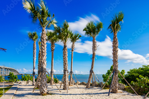 Long exposure art photo of palms in the wind at Key Biscayne Miami Florida