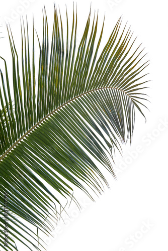Palm leaf, silo, no bg, png, cut-out