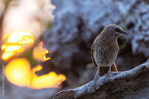 Hartlaub's babbler standing on a stump during beautiful sunrise near Third bridge camp in Moremi Game Reserve, Botswana	