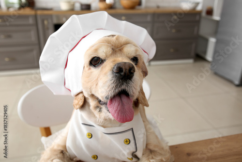 Cute puppy with chef's hat ...