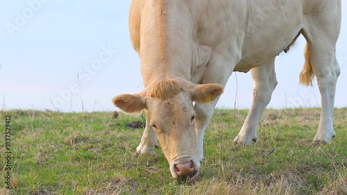 Closeup light-colored Charolais cow grazing in Netherlands pasture