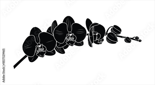 Elegant Orchid Silhouette Illustration with Blooming Flowers and Delicate Petals on a Branch