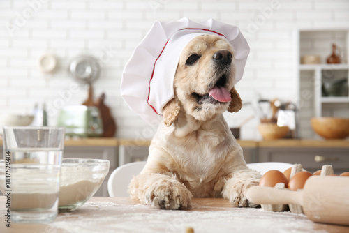 Cute dog with chef's hat at...