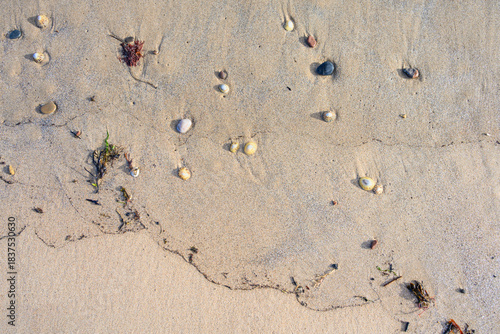 Принти на полотні Wet sandy beach with limpet shells and small rock pebbles, as a nature backgroun