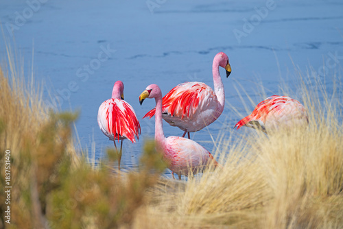 James' Flamingo Seen Through Tall Grasses