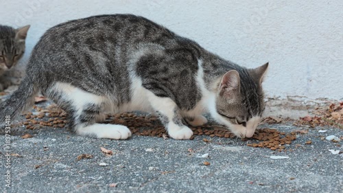  Thin Stray Cat Eating Food on Street