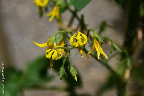 ミニトマトの花とつぼみ