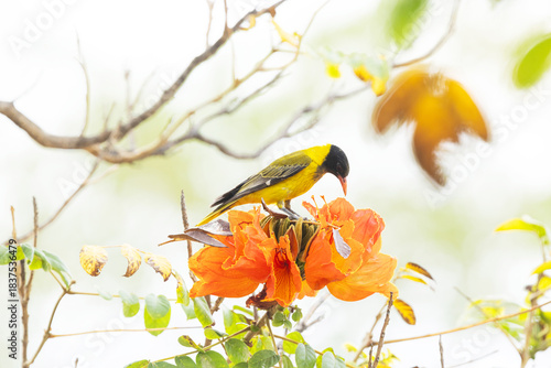 Black-headed oriole, with a striking appearance, looking for some food on a large blossom in a garden in Maun, Botswana