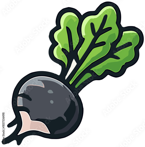 Black Radish Vegetable Illustration with Green Leaves