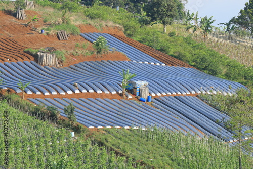 Terraced hillside farm uses plastic mulch tunnels for advanced sustainable crop cultivation in vibrant landscape
