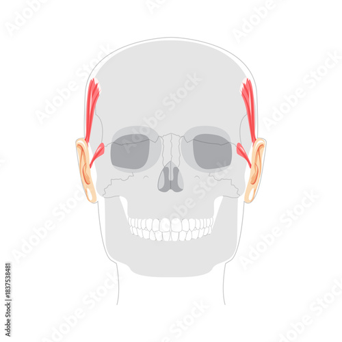 Superior Anterior auricular - Ear muscle illustrated in anatomy chart, elevates the ear, important for auricular movement studies and medical reference.