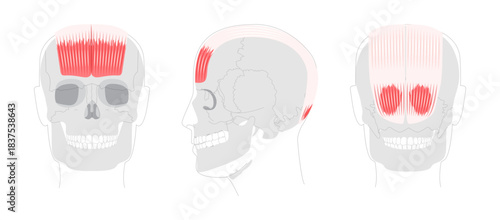 Occipitofrontalis - Human scalp muscle that raises the eyebrows and wrinkles the forehead, depicted in detailed anatomy chart, medical and educational reference.