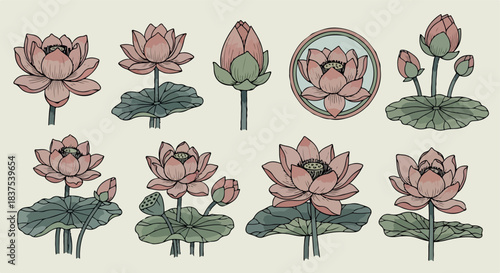 Lotus flower stages in various forms