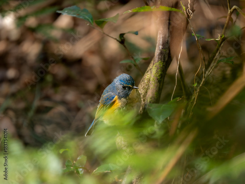 森の薄暗い藪の中で食べ物を探しているルリビタキの雄