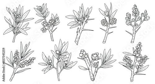 Berry branches outline botanical study with transparent background