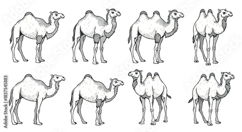 Camel poses collection for design elements