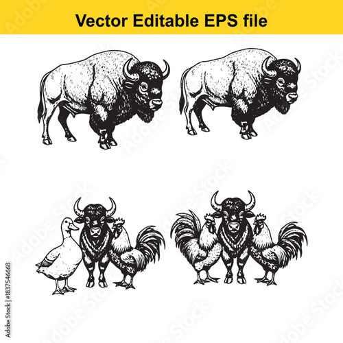  American bison stands majestically alone while buffalo rooster and ducks gather in charming rural animal grouping