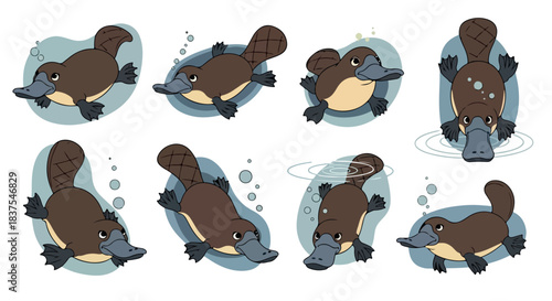Platypus in various poses with transparent background