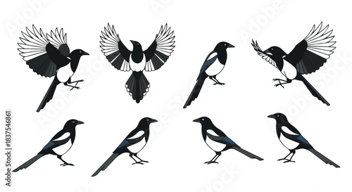 Magpie bird in various poses with transparent background