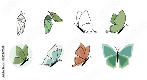 Butterfly life cycle stages with transparent background