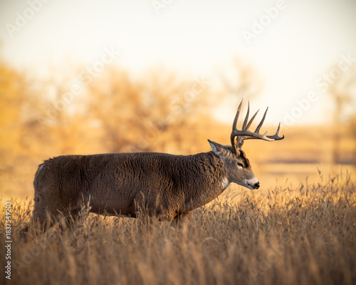 Mature White-tailed deer (odocoileus virginianus) walking broadside in clearing at the Rocky Mountain Arsenal Wildlife Refuge Colorado, USA