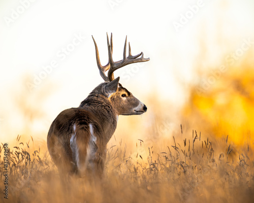 Mature White-tailed deer (odocoileus virginianus) standing broadside looking right in a clearing at the Rocky Mountain Arsenal Wildlife Refuge Colorado, USA