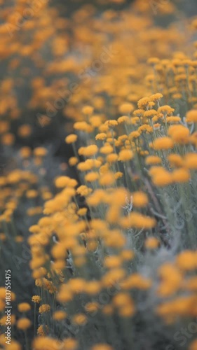 Close-Up of Santolina (Cotton Lavender) Growing in a Park