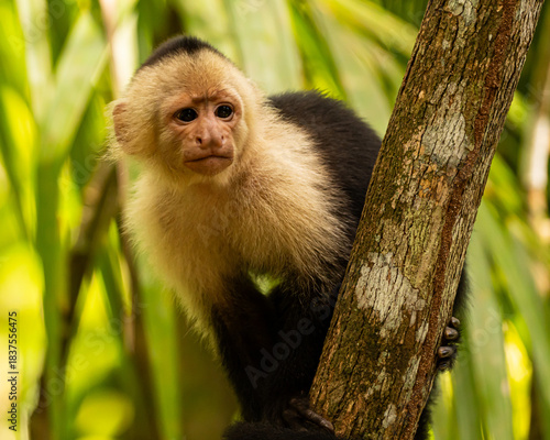 Vászonkép White-faced capuchin monkey in Costa Rica