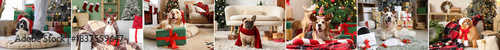 Collage of cute dogs on Chr...