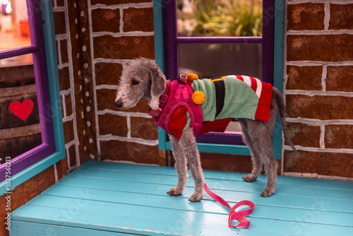 Bedlington terrier dog in a striped christmas sweater stands on a blue wooden surface indoors.