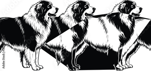 Black and white Bernese Mountain dog illustration; profile view, purebred domestic animal, three large standing dogs vector graphic.