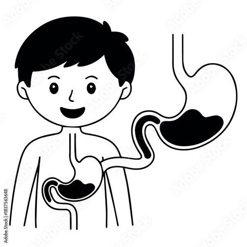 Human digestive system anatomy diagram showing stomach esophagus and intestines for educational purposes