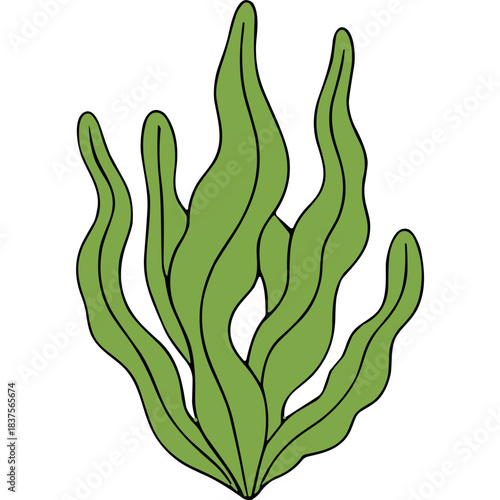 Green Seaweed Plant Isolated on Black Background Simple Illustration With Wavy Fronds And Detailed Outline