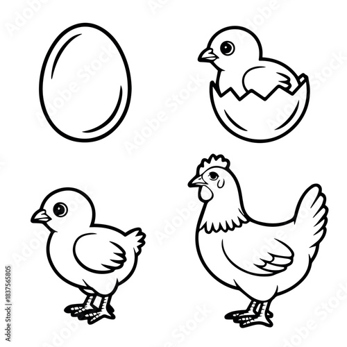 Chicken life cycle vector art illustration egg chick hatching hen drawing farm animal poultry design outline 100