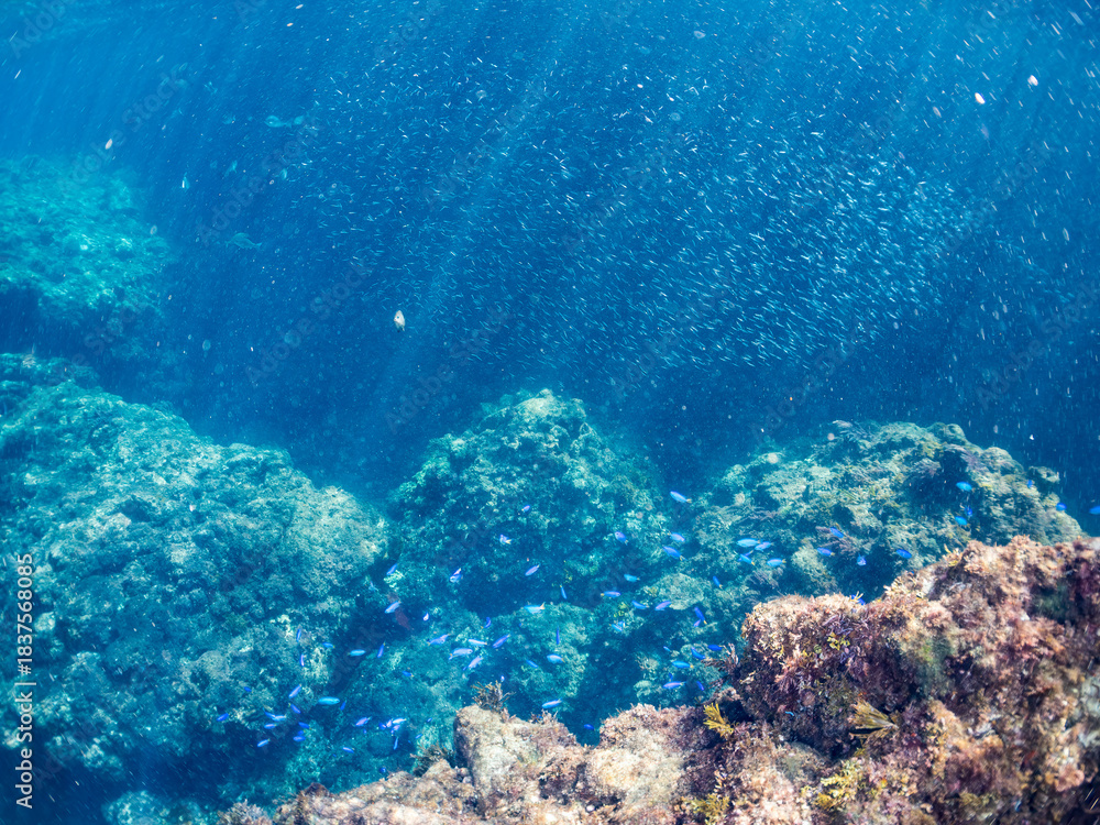 Fototapeta premium ソラスズメダイ, Heavenly Damselfish, Pomacentrus coelestis, スズメダイ科, キビナゴ, Silver-Stripe Round Herrings, Spratelloides gracilis, ニシン科, 他の群れ。 ヒリゾ浜南伊豆町中木 静岡県伊豆半島-2025 日本有数のシュノーケリングスポット。 夏の数カ月間だけ渡し船で行ける。 水質透明度魚影