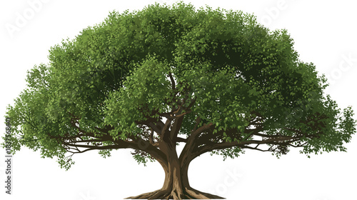 Majestic tree, lush foliage, wide canopy, thick trunk, nature landscape, forest beauty, green leaves, outdoor scene, botanical, environmental, peaceful