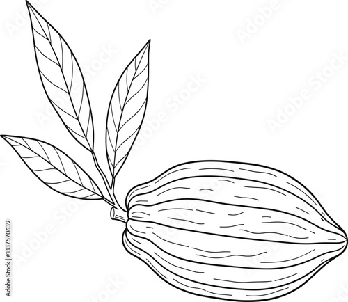 Cacao pod illustration, botanical drawing, black and white sketch, cocoa plant, tropical leaves, vintage style, agriculture, chocolate source, nature art
