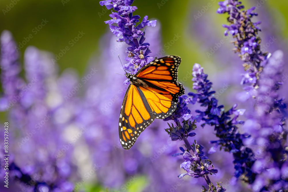 Obraz premium a close-up of a Monarch butterfly (Danaus plexippus) perched gracefully on a cluster of vibrant purple flowers, natural purple background and bokeh