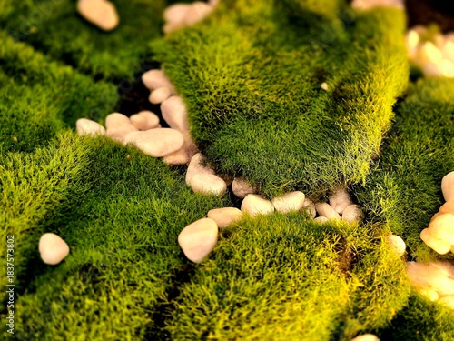 Lush Carpet of Bryophyte Moss and Small White Pebbles Texture
