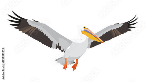 White Pelican In Flight Against Black Background Wide Wingspan Orange Beak Yellow Orange Accents Detailed Feather Texture Natural Wildlife Avian Creature