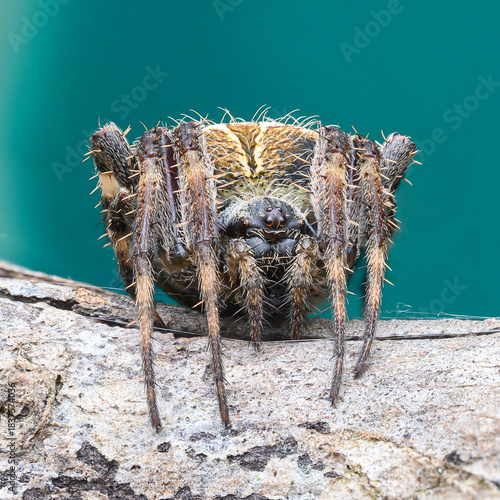 Jumping Spider