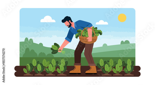 Bearded farmer harvesting fresh spinach, carrying basket in sunny field, celebrating sustainable agriculture and healthy living, a bountiful harvest