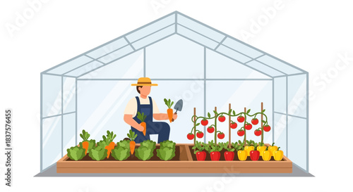 Happy farmer harvesting fresh organic vegetables in greenhouse, growing healthy produce, carrots, tomatoes, peppers, farm to table lifestyle