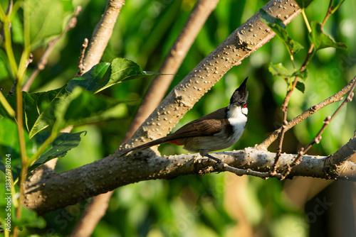 A Bulbul bird perched on a tree -A Bulbul bird perched on a tree - Red-vented Bulbul  Pycnonotus goiavier  in nature