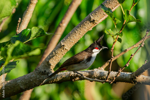 A Bulbul bird perched on a tree -A Bulbul bird perched on a tree - Red-vented Bulbul  Pycnonotus goiavier  in nature