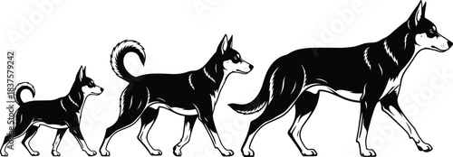 Dog Growth Stages Vector Illustration, Puppy to Adult Canine Development Silhouette Set, Breed Progression Graphic, Black and White Template for Veterinarian, Pet Care, and Breeding Designs.